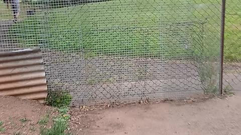 Dog walkers believe my dog needs a lead behind the fence they are superglued to