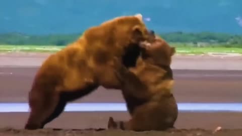 When Animals Face Off Against the Wrong Foe | #14