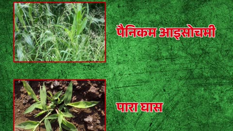 NACL: Pesticides for Crops in India
