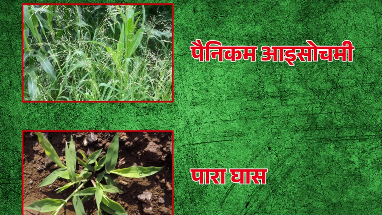 NACL: Pesticides for Crops in India