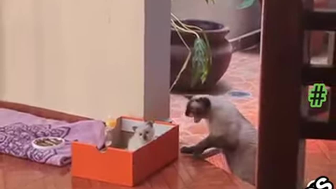 🤣🤣🤣#Jajaja 🤣#Lol, 🦁#Gato 🦟#Castrocin 🐒#Llevadito 🫰con 🫶el 😻#Gatito.👍🏻