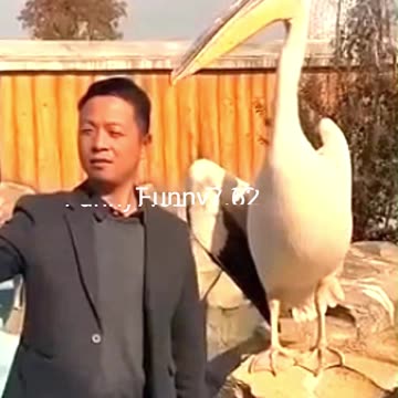 Strange and funny behavior of animals