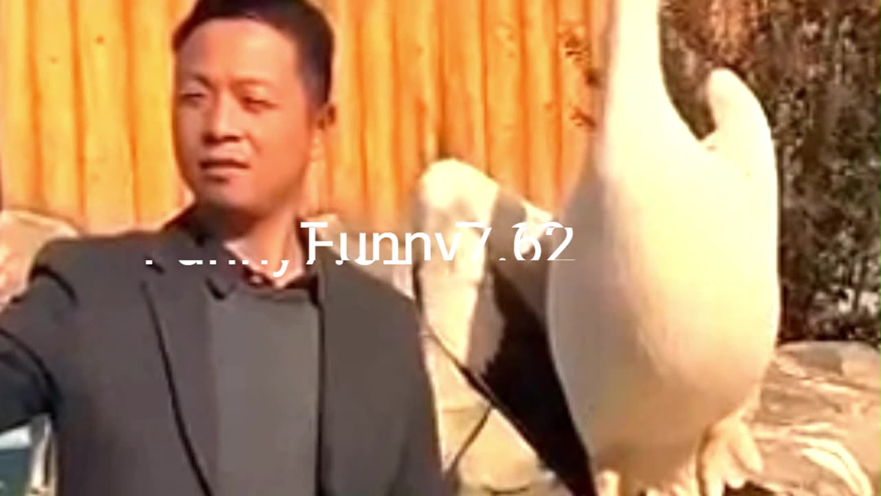 Strange and funny behavior of animals