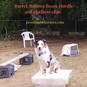 Circuit Training and Practice shorts 2