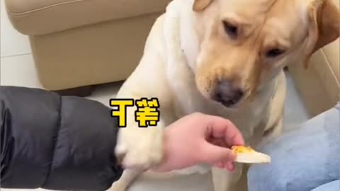 #Dogso fumble #dog # dog funny #fyp