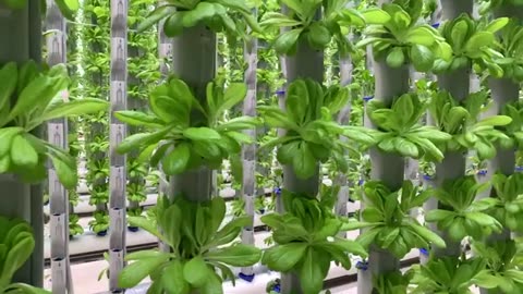 Slow Motion Vertical Greenhouse Views