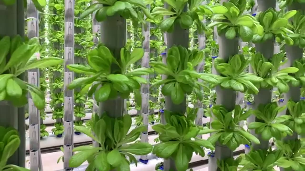 Slow Motion Vertical Greenhouse Views