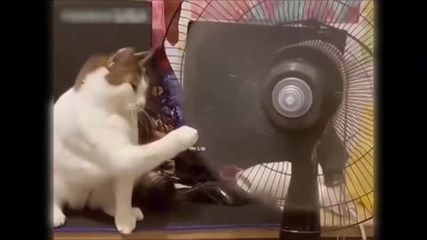 Funny Moments of Animals