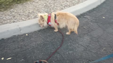 Kiko Villanova ChaCha Paco @midway rest spot We saw 1 doggie & later we saw free doggie20250712361