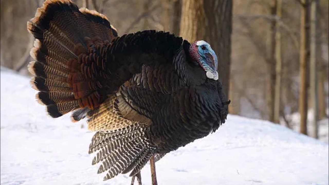 Dr Terrance Turkey Presents...After Lincoln by A J Langguth (Pt 24 of 56)