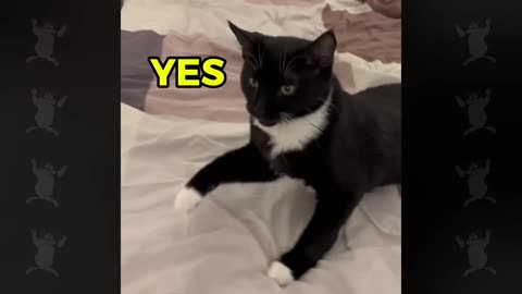 Funniest Talking Cats Ever 😹 | Cat Speaking English Challenge 🐱🤣