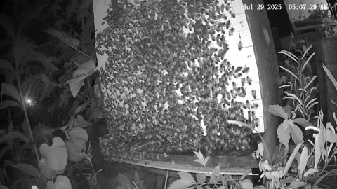 Tuesday Morning Peek at a Beehive