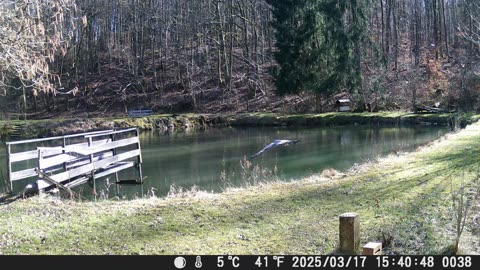 17032025 Fliegender Fischreiher