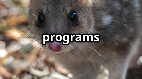Meet the Spotted Assassin: Australia’s Adorable Carnivore
