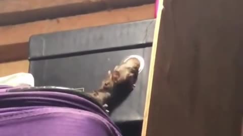 Cause this is mouse loooove":