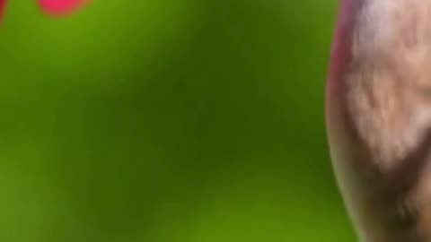 🐦 This Small Bird Sat So Calmly… It Felt Like a Peaceful Pause ✨