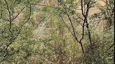 Native American Stories