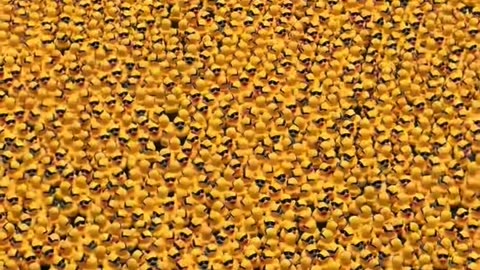 The Chicago Ducky Derby 2025