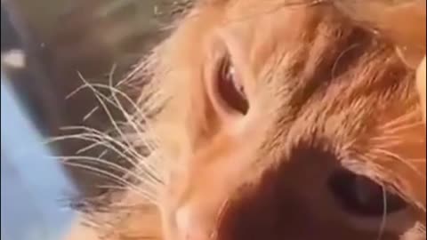 cute cat, looks like a lion