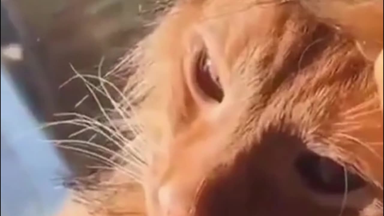 cute cat, looks like a lion