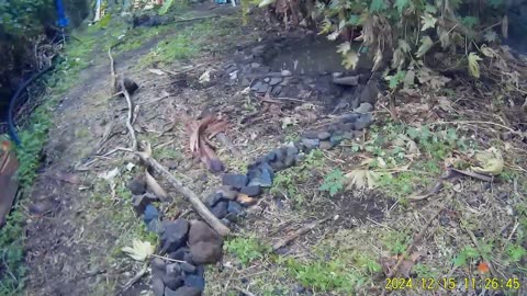 241215A___Madeira_NS-404,_selecting_trees_to_let_grow,_about_fasting_effect_on_body.(1080p)