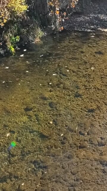 Lake Trout in the Apple River