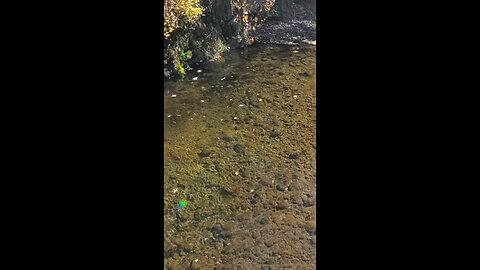 Lake Trout in the Apple River