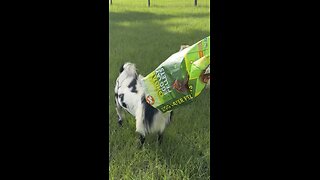Goat cannot resist chicken feed
