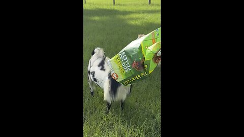 Goat cannot resist chicken feed