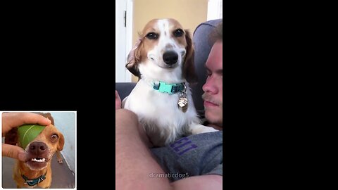 A little bit of everything series (episode 12: Animals)