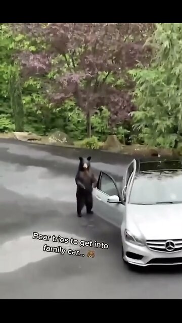 BEAR CHALLENGES🌲🐻🌳📸BEAR DAY OUT🏡🐻🚓👮‍♂️💫