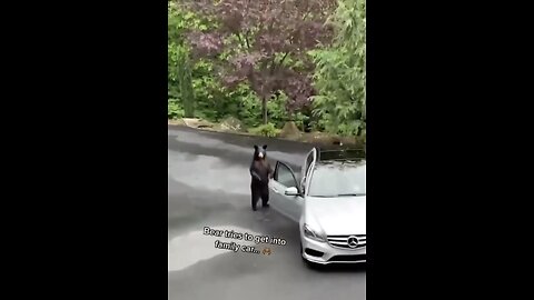 BEAR CHALLENGES🌲🐻🌳📸BEAR DAY OUT🏡🐻🚓👮‍♂️💫