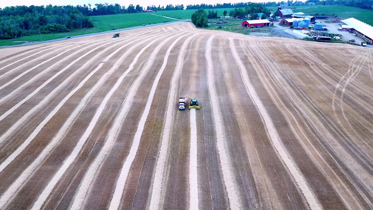 Beautiful soy farms like this are struggling to survive