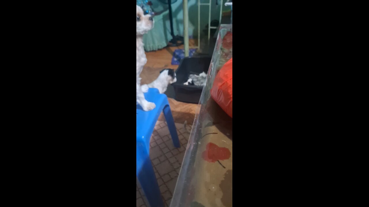 dog vlog
