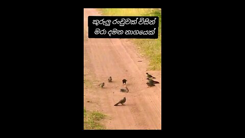 A cobra killed by a flock of birds