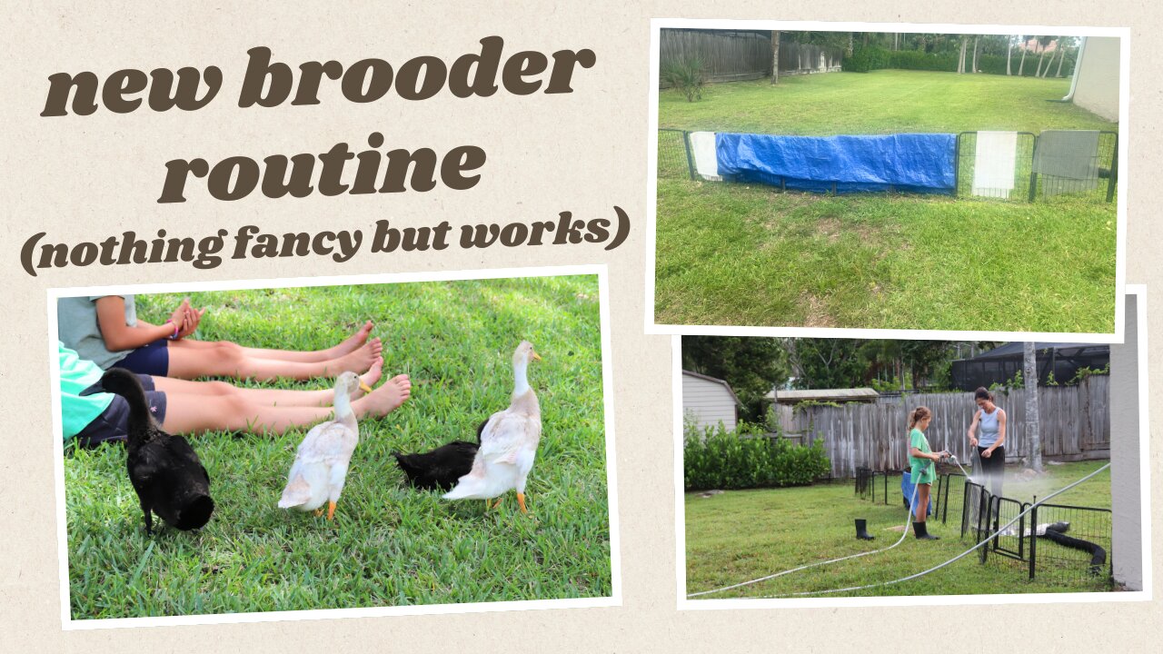 SIMPLE indoor brooder setup, cleanup, & routine for ducks at 5 weeks | Life with ducks Ep7