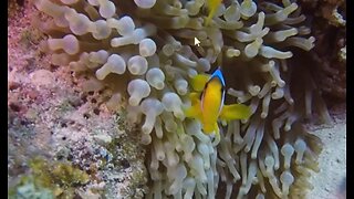 God made Fish