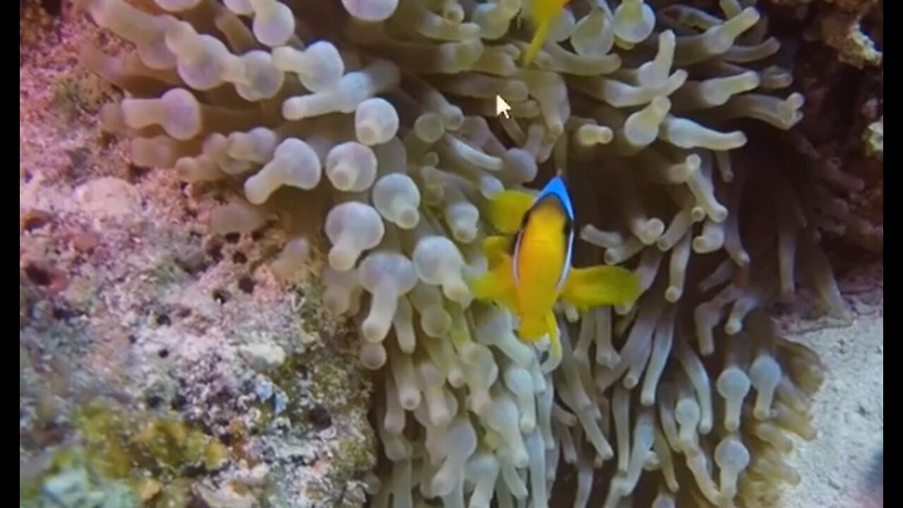 God made Fish