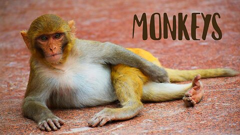 Animal World | MONKEYS | Gentle Music Relax Video