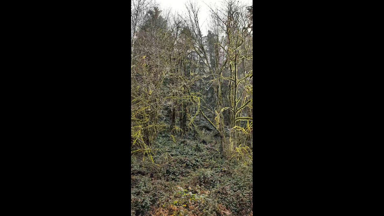 Willamette National Forest!