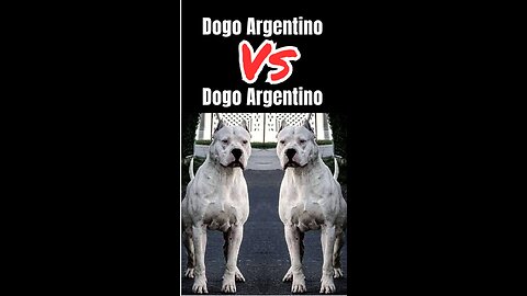 Dogo Vs Dogo