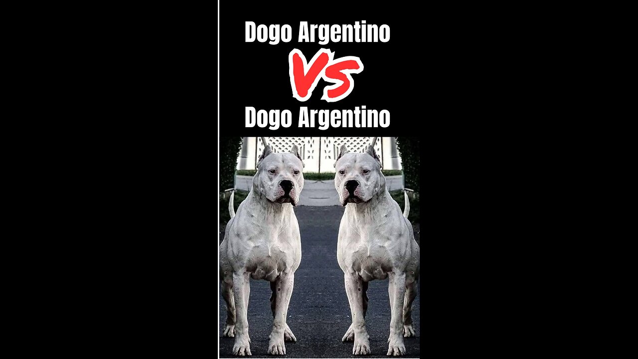 Dogo Vs Dogo
