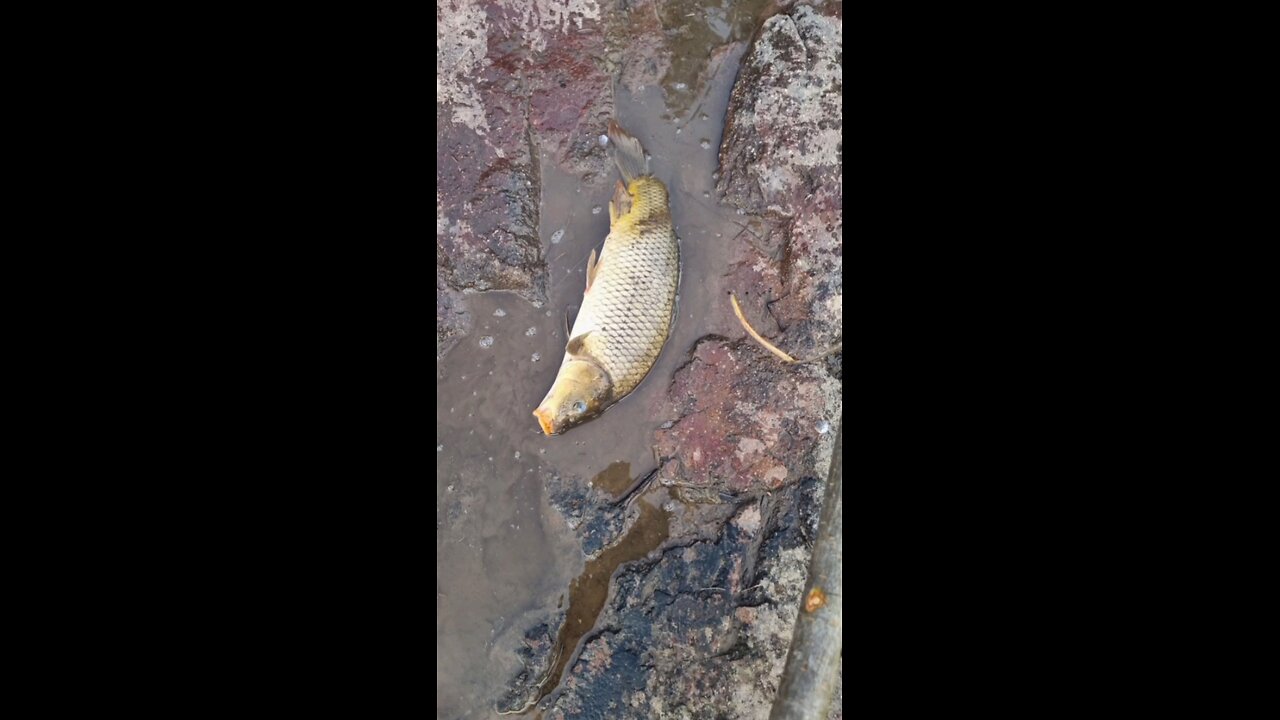 Epic primitive fishing