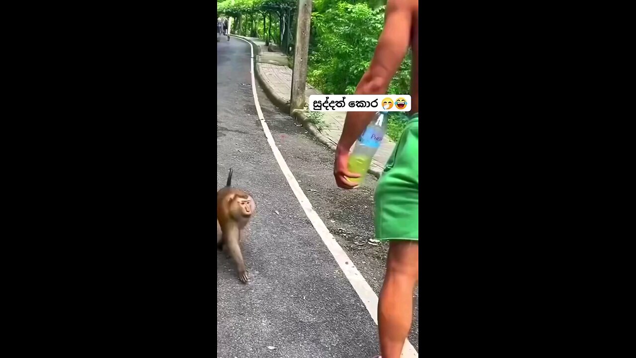Funny monkey 😂