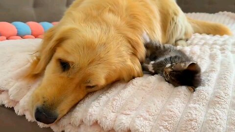 Cat 🙀 and Dog 🐶