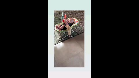 लवली विडिओ