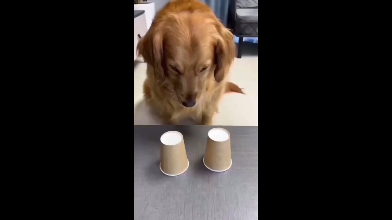 Funny dog