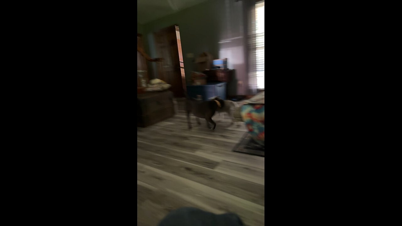 Dotty vs. Tulley fight 8