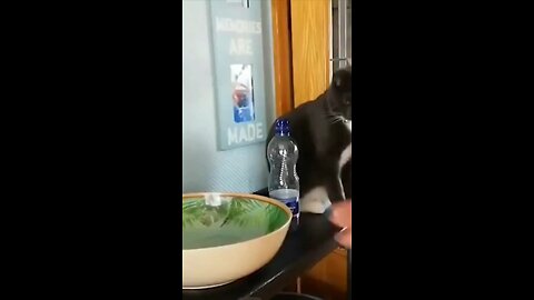 cat and dog fun