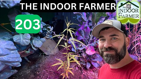 The Indoor Farmer ep203, Everybody Has To Eat. What Does It Take To do It Yourself? Let's Grow